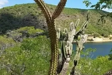 
			
				Mais de 20 cidades de AL estão em alerta para baixa umidade; veja quais!
			
			