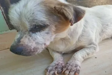 
				Maus-tratos: tutor usava só margarina para 'tratar' cavalo com câncer
			
			