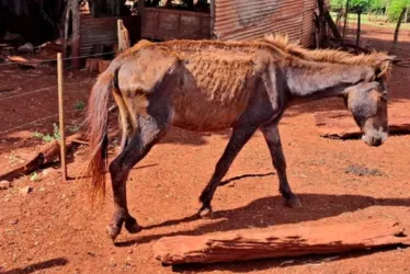
				Maus-tratos: tutor usava só margarina para 'tratar' cavalo com câncer
			
			