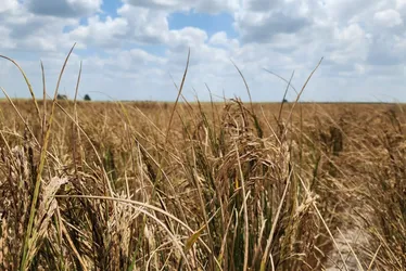 
			
				Pindorama promove dia de campo para colheita de arroz em lote experimental
			
			