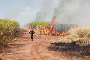
			
				Prejuízo de R$ 1 bi para o agro no país, incêndios viram ameaça em AL
			
			