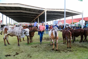 
			
				Público já pode comprar ingressos para a Expoagro-AL; veja como!
			
			