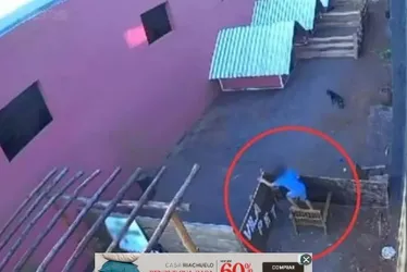 
			
				Saiba por que menino de 9 anos que matou 23 animais não será punido
			
			