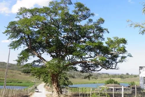 
				Arapiraca, entre a poesia e a farpa
			
			