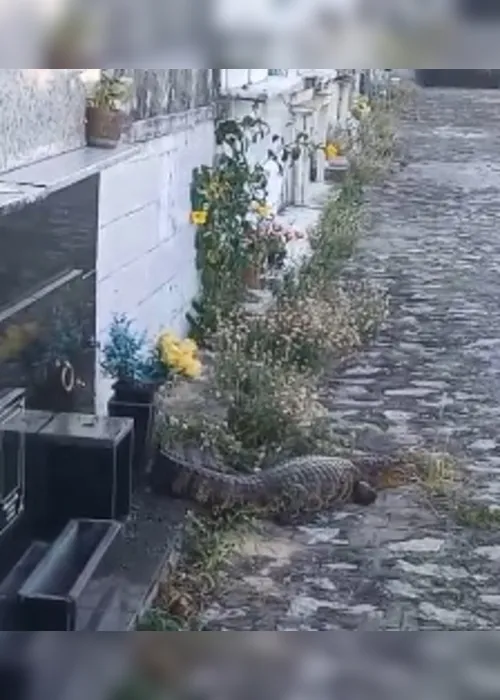 
			
				Vídeo mostra momento em que jacaré 'ataca' homem em cemitério de Piaçabuçu
			
			