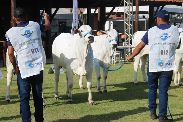 
				
					Expoagro 2024 promete recordes e mais atrações para o público e criadores
				
				