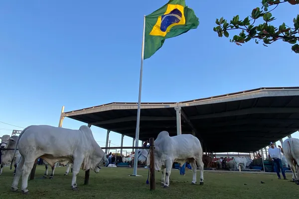 
				
					Expoagro-AL 2024 promete quebrar recordes e movimentar R$ 56 milhões
				
				