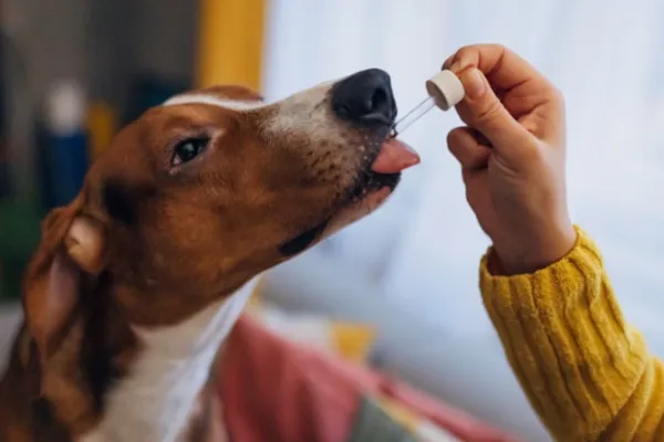 
				
					Uso da cannabis na medicina veterinária é aprovado pela Anvisa
				
				