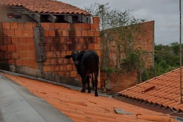 
				
					Vaca é resgatada após subir no telhado de casa
				
				