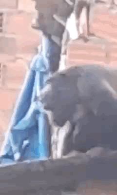 Macaco ‘roncador’ é visto novamente na zona rural de Satuba