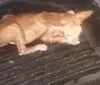 Homem é preso por afogar filhote de gato e divulgar vídeos com ameaças em Junqueiro imagem
