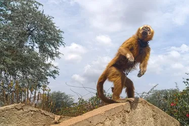 
			
				Ameaçado de extinção, Macaco-prego-galego é resgatado pela FPI no Sertão de AL
			
			