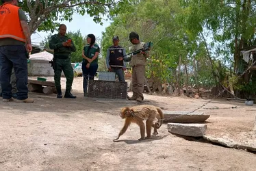 
			
				Ameaçado de extinção, Macaco-prego-galego é resgatado pela FPI no Sertão de AL
			
			