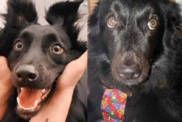 
			
				Cachorro é encontrado morto em matagal próximo à creche onde estava
			
			