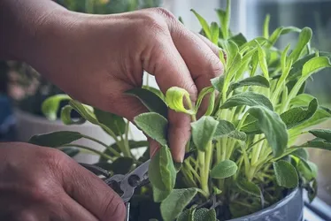 
			
				Conheça planta que controla o açúcar no sangue e melhora a memória
			
			