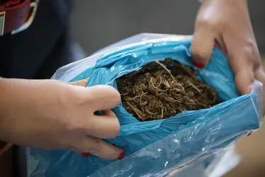 
			
				Ministério Público acompanha incineração de diversas drogas em Rio Largo
			
			