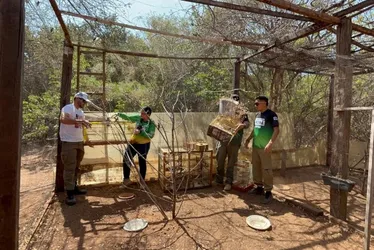
			
				No coração da Caatinga, pássaros resgatados voltam para casa
			
			