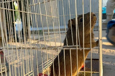 
			
				No coração da Caatinga, pássaros resgatados voltam para casa
			
			