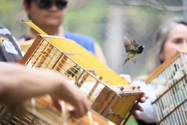 
			
				No coração da Caatinga, pássaros resgatados voltam para casa
			
			
