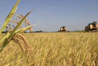 
			
				Produtores estranham importação milionária (e desnecessária) de arroz
			
			