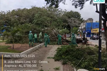 
			
				Queda de rvore, crateras e casas destelhadas: chuvas causam danos no interior de Alagoas
			
			