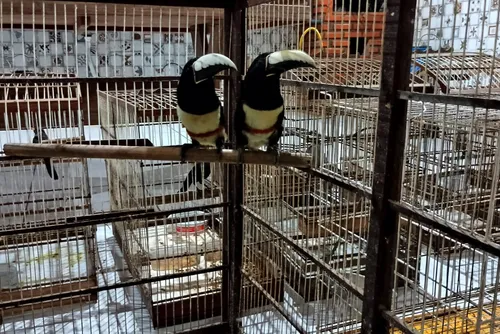 
				FPI resgata mais de 30 aves silvestres em Arapiraca
			
			