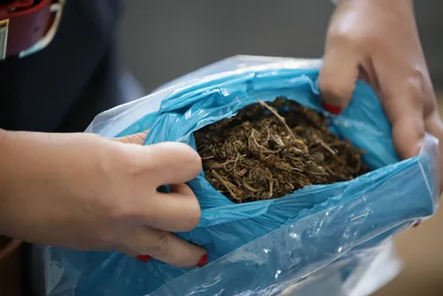 
				Ministério Público acompanha incineração de diversas drogas em Rio Largo
			
			