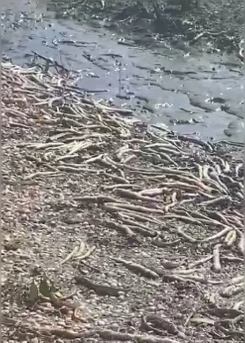 
				Centenas de peixes são encontrados mortos no Rio São Miguel e na Lagoa do Roteiro
			
			