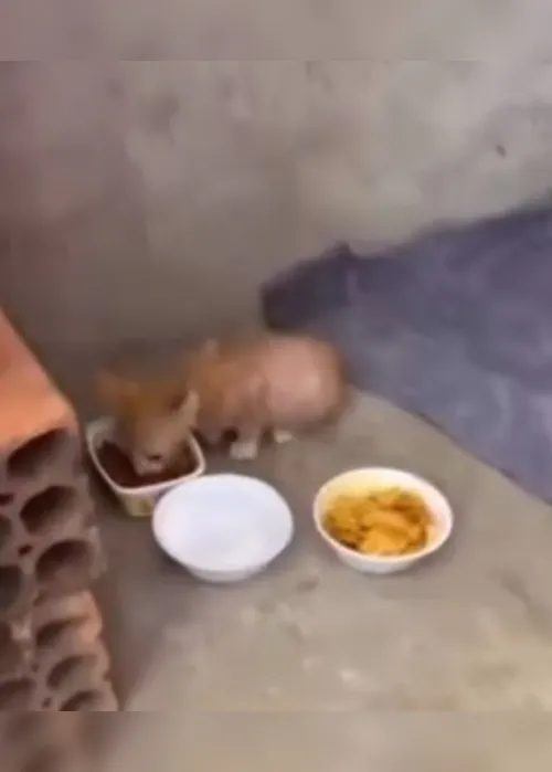 
			
				Filhote de gato torturado em Junqueiro aparece em vídeo recebendo cuidados
			
			