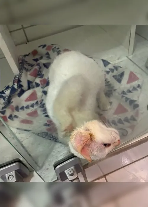 
			
				Gato fica preso em porta de vidro e é salvo por bombeiros
			
			
