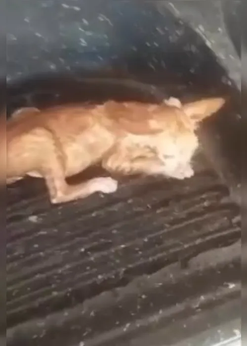 
			
				Homem é preso por afogar filhote de gato e divulgar vídeos com ameaças em Junqueiro
			
			