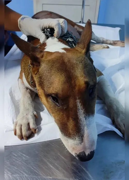 
			
				PC investiga ferimentos de faca em cães que atacaram e mataram gato no José Tenório
			
			