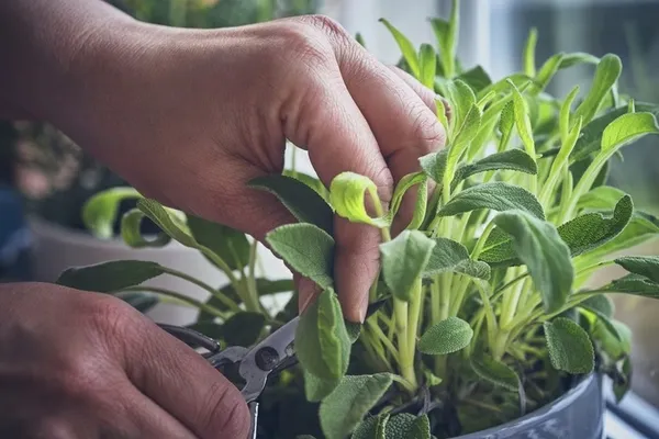 
				
					Conheça planta que controla o açúcar no sangue e melhora a memória
				
				