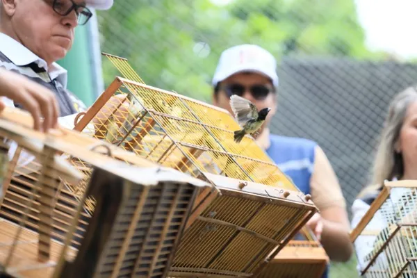 

					De volta à natureza: aves ganham liberdade em AL no Dia da Consciência Negra

				