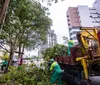 Fortes chuvas e rajadas de ventos: Maceió registra queda de seis árvores imagem