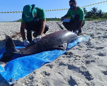 Boto-cinza é encontrado morto em praia do litoral norte de Alagoas