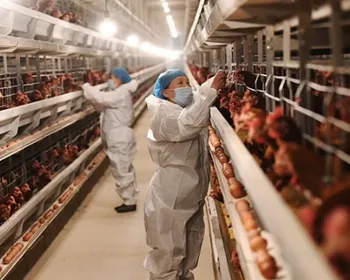 EUA registra primeiro surto de gripe aviária H7N9 desde 2017