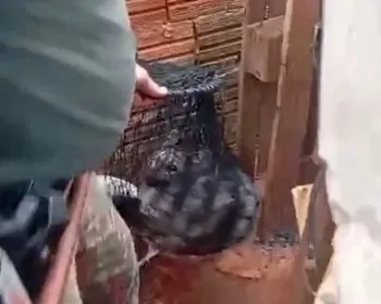 Lobinho é resgatado escondido em churrasqueira de casa