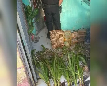 PF combate comércio ilegal de plantas ameaçadas em Alagoas