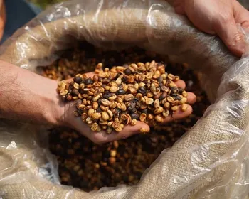 Produtores de café estão lucrando até 150% a mais com alta do grão