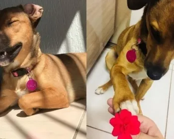 Tutora mostra última “conversa” com cadela antes de pet morrer