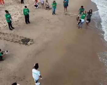 Veja momento em que tartaruga ameaçada retorna ao mar após três meses de reabilitação