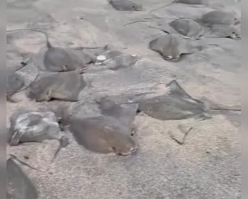 Vídeo: dezenas de arraias mortas são encontradas na faixa de areia de praia em Maragogi