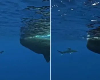 Vídeo: mergulhador é cercado por tubarão e protegido por duas baleias