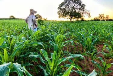 
			
				Economista reconhece crescimento da agricultura de Alagoas
			
			