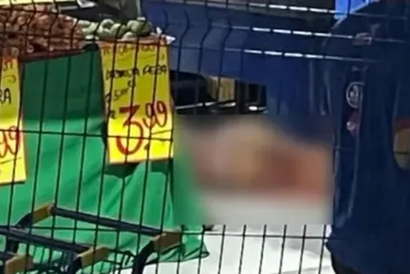 
			
				Polícia prende três suspeitos de matar 'Branca de Neve' em Palmeira dos Índios
			
			
