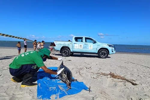 
				Boto-cinza é encontrado morto em praia do litoral norte de Alagoas
			
			