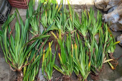 
				Tráfico de orquídeas: suspeito foi flagrado com 120 mudas e multado em R$ 72 mil
			
			