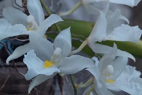 
				Tráfico de orquídeas: suspeito foi flagrado com 120 mudas e multado em R$ 72 mil
			
			