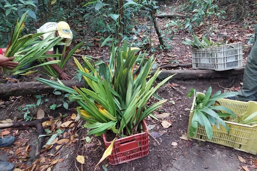 
				Tráfico de orquídeas: suspeito foi flagrado com 120 mudas e multado em R$ 72 mil
			
			